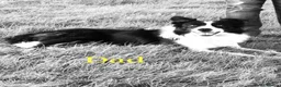 Border Collie dogs for sale: KC/ISDS REG BORDER COLLIE DNA HEALTH TESTED PUPS - Advert 9