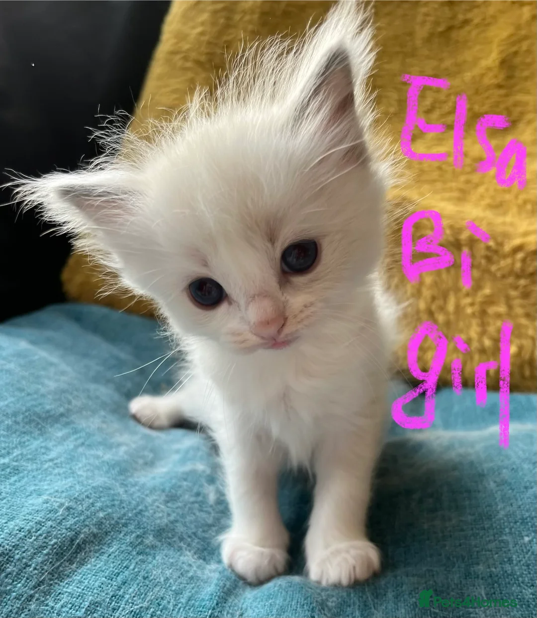 Ragdoll cats for sale: Pure ragdoll GCCF mom’s kittens for sale - Advert 15