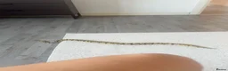 Snake reptiles for sale: royal ball python female  in Kettering - Advert 2