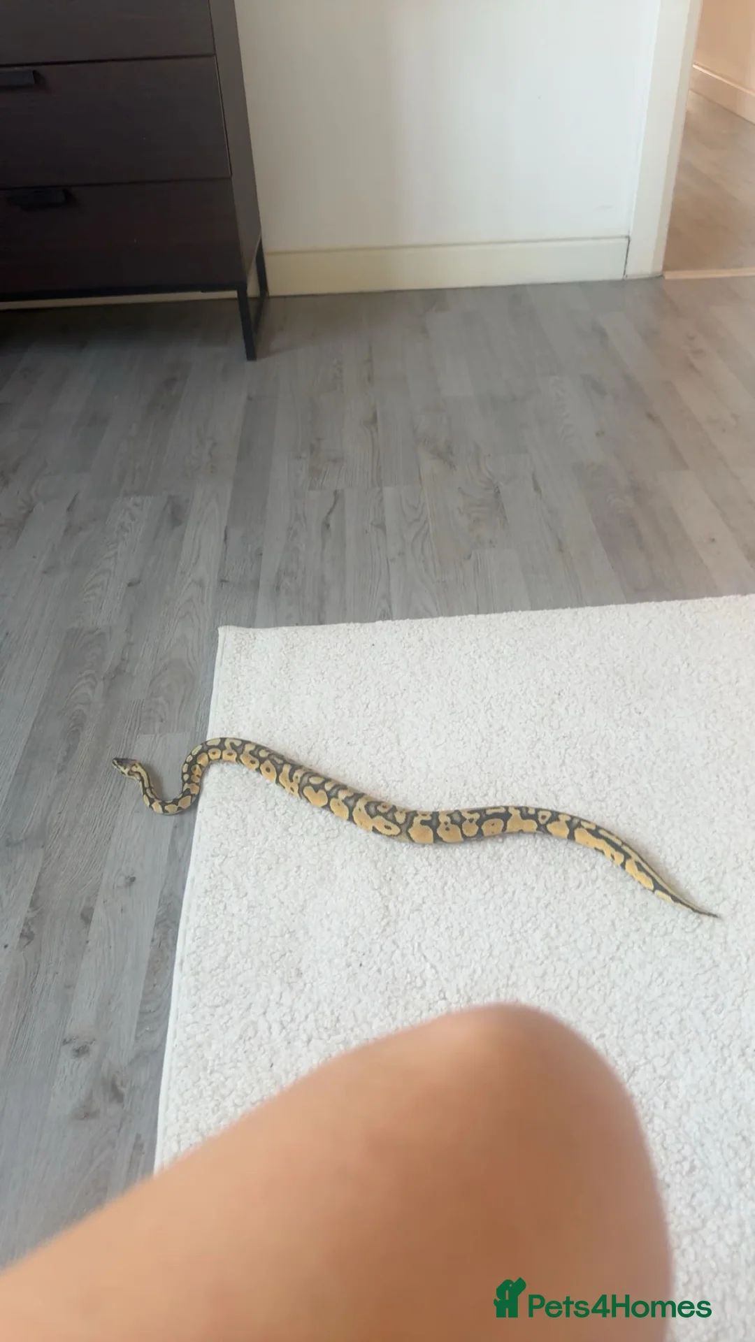 Snake reptiles for sale: royal ball python female  in Kettering - Advert 2