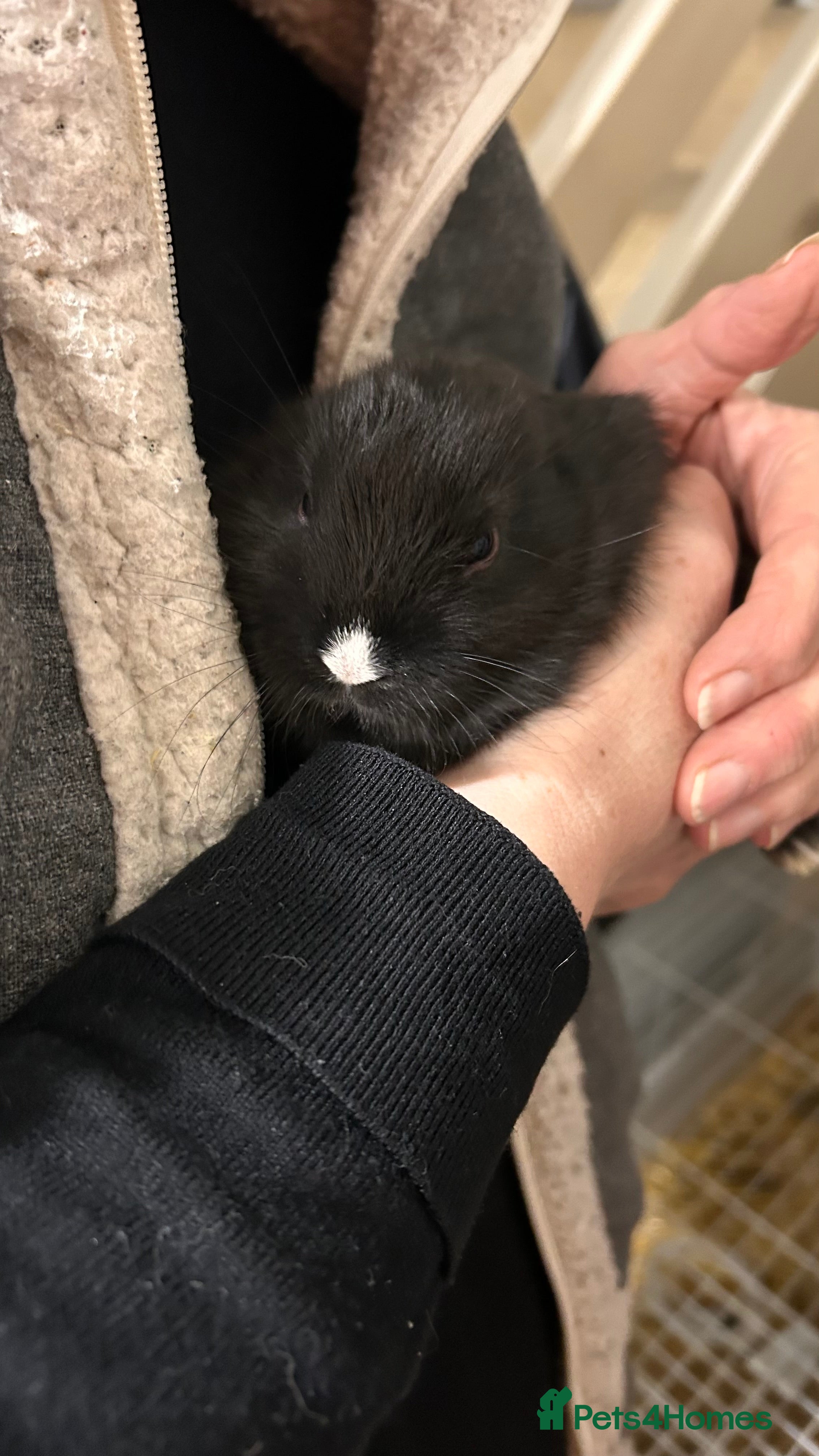 Mini Lop rabbits  chocolate brown and black Netherland rabbits - Advert 17