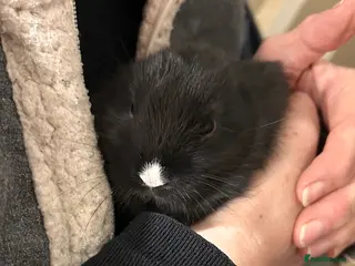 Mini Lop rabbits chocolate brown and black Netherland rabbits - Advert 17