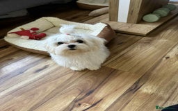 Maltese dogs for sale: Ready to go home Maltese with a doll's face in Glasgow - Image 29
