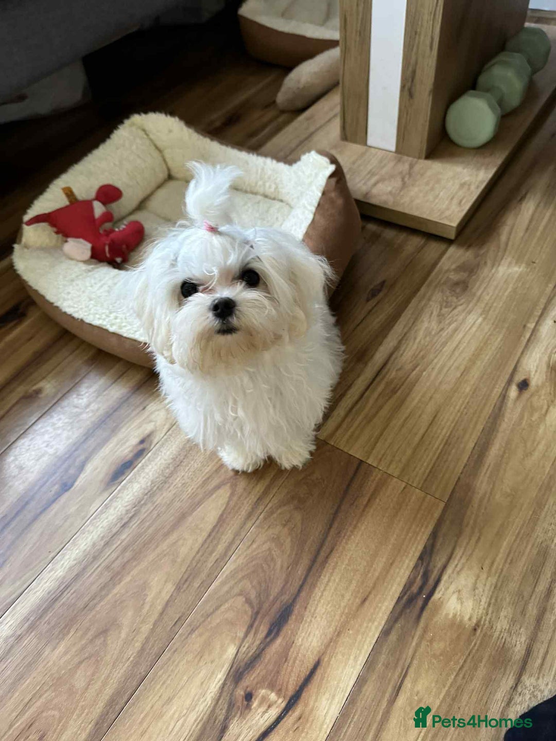Maltese dogs for sale: Ready to go home Maltese with a doll's face in Glasgow - Image 29