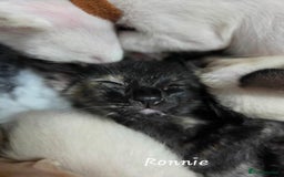 Siamese cats for sale: *1 left*Beautiful GCCF registered Siamese kittens  - Image 23