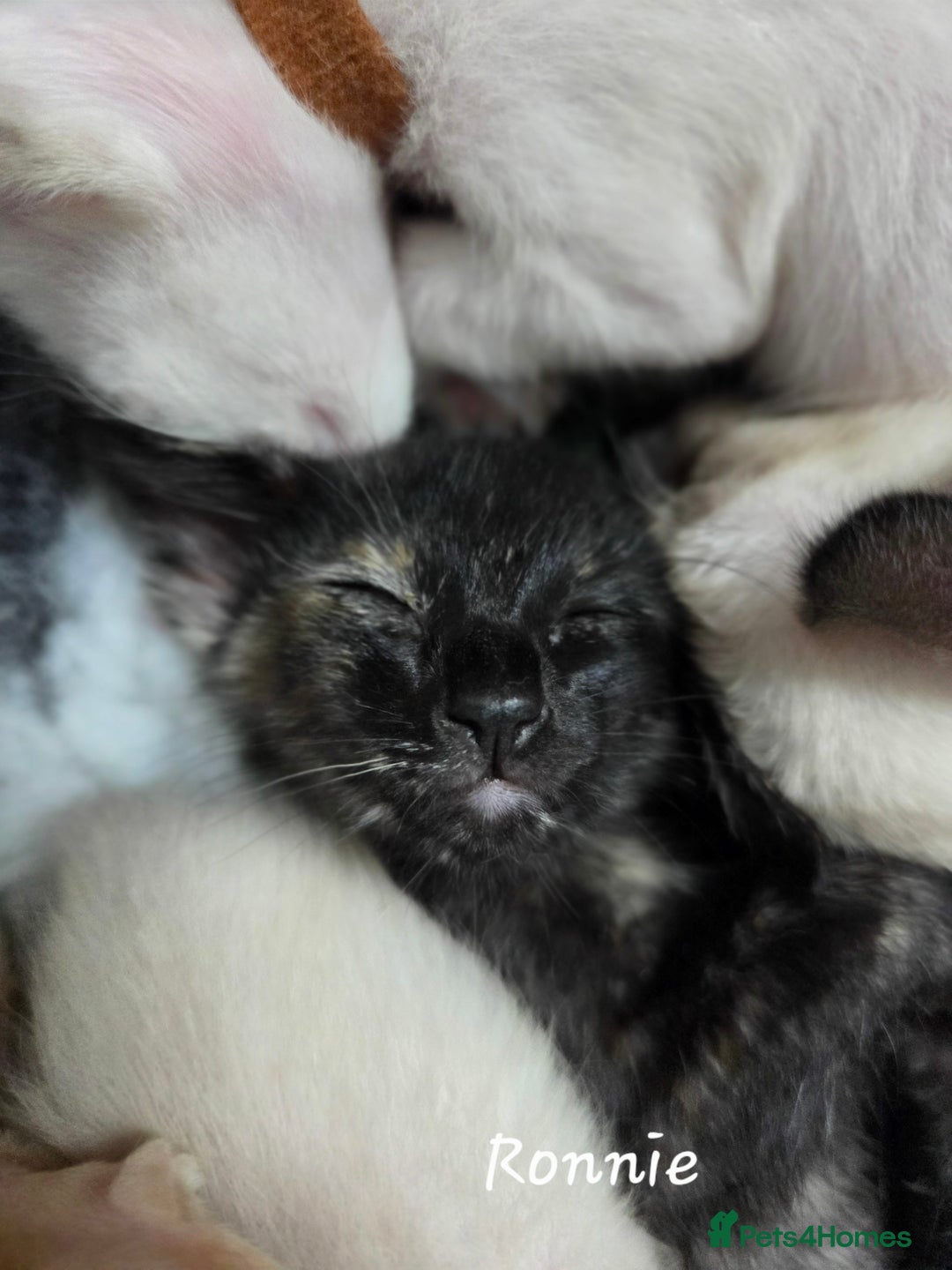Siamese cats for sale: *1 left*Beautiful GCCF registered Siamese kittens  - Image 23