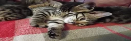 Bengal cats for sale: 4x Girls & 4x Boys – Stunning Bengal cross Kittens - Advert 32