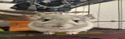Chinchilla rodents for sale: Beautiful chinchilla kit male  - Advert 5