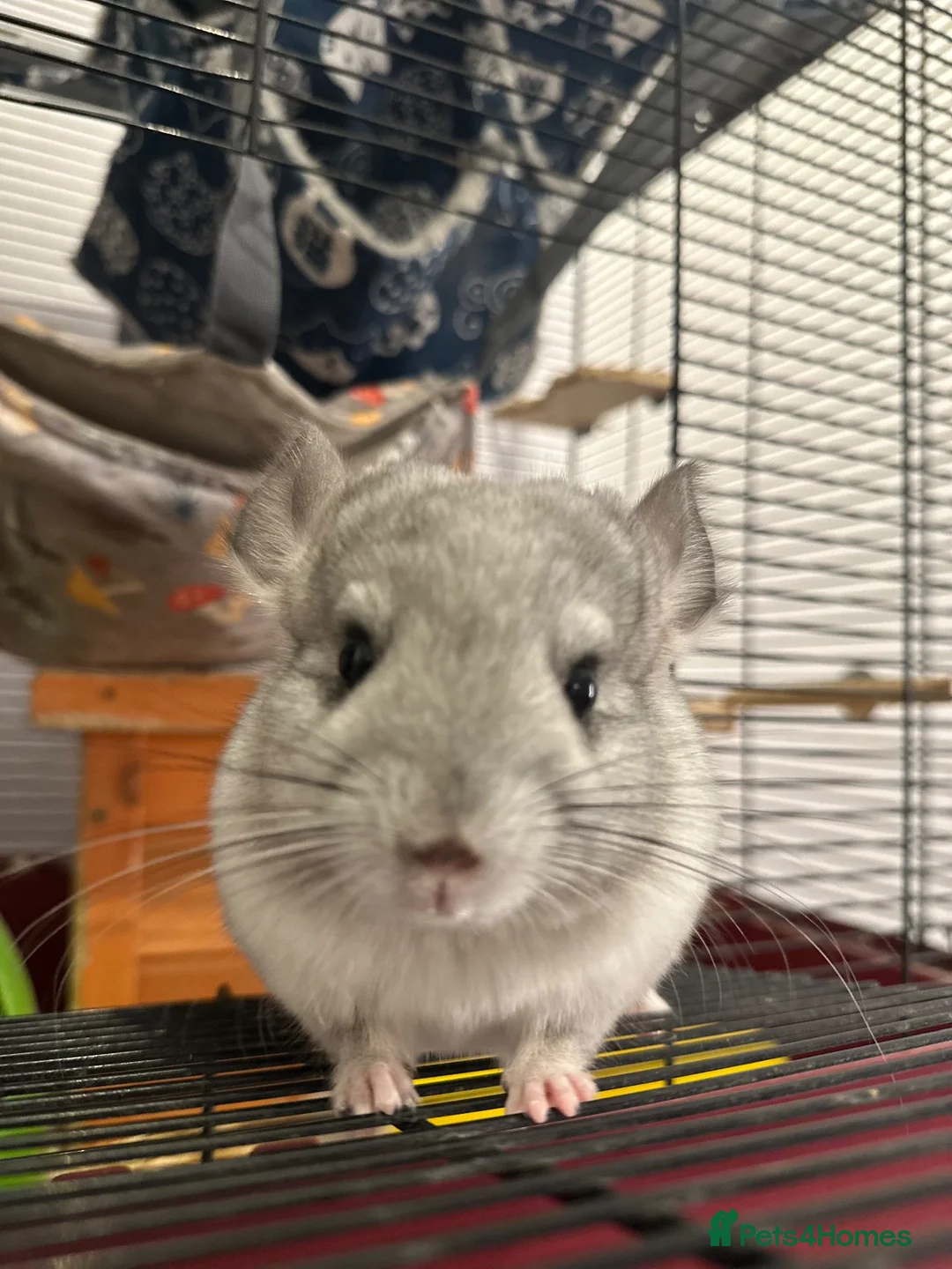 Chinchilla rodents for sale: Beautiful chinchilla kit male  - Advert 5