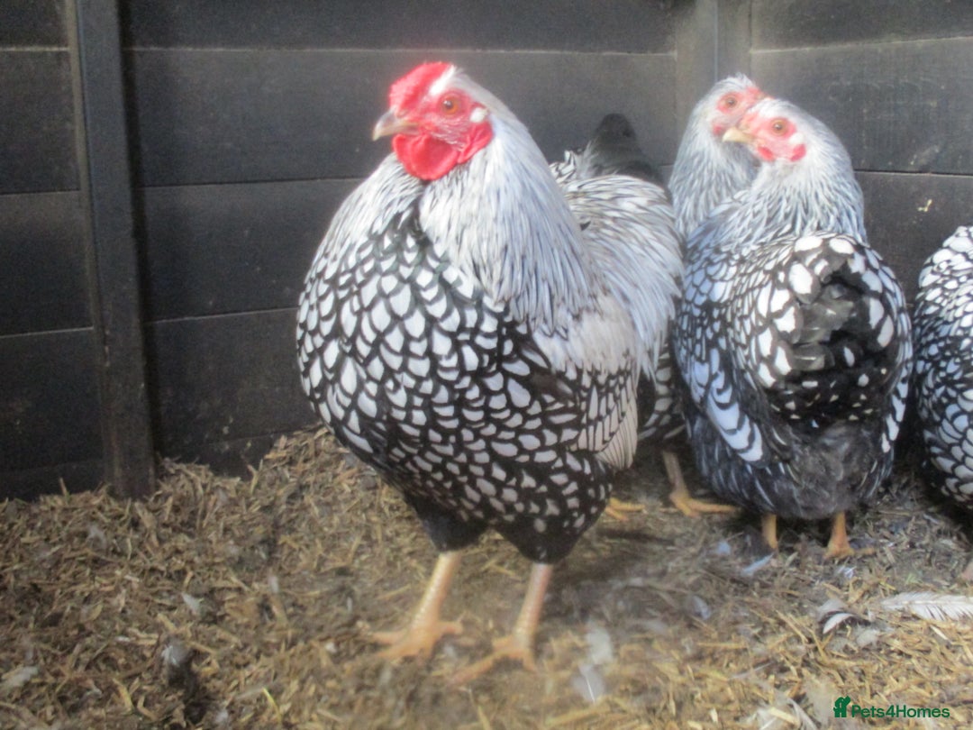Chickens poultry for sale: Silver Laced Wyandotte Bantam pullets. APHA Reg  - Advert 5