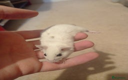 Mouse rodents for sale: Baby African Soft Fur mice - Image 7