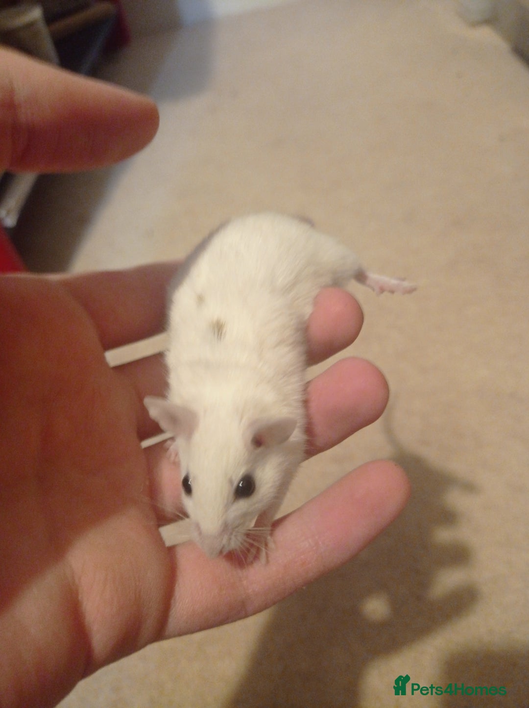 Mouse rodents for sale: Baby African Soft Fur mice - Image 7