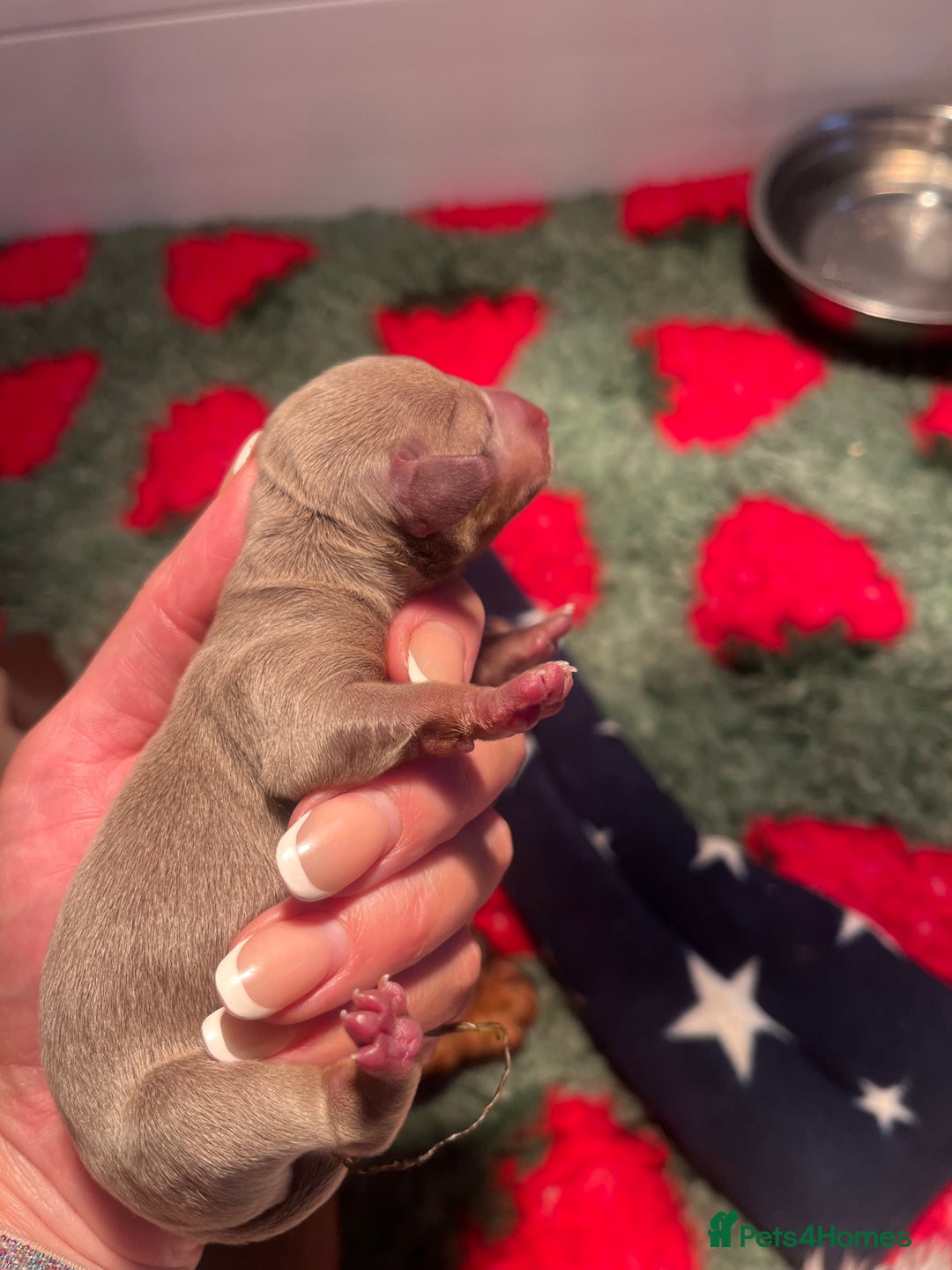 Miniature Dachshund dogs for sale: Isabella dapple KC stunning healthy dachshund  - Image 11