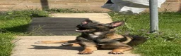 Belgian Shepherd Dog dogs for sale: *Urgent* 1 year old belgian malinois to be rehomed - Advert 6