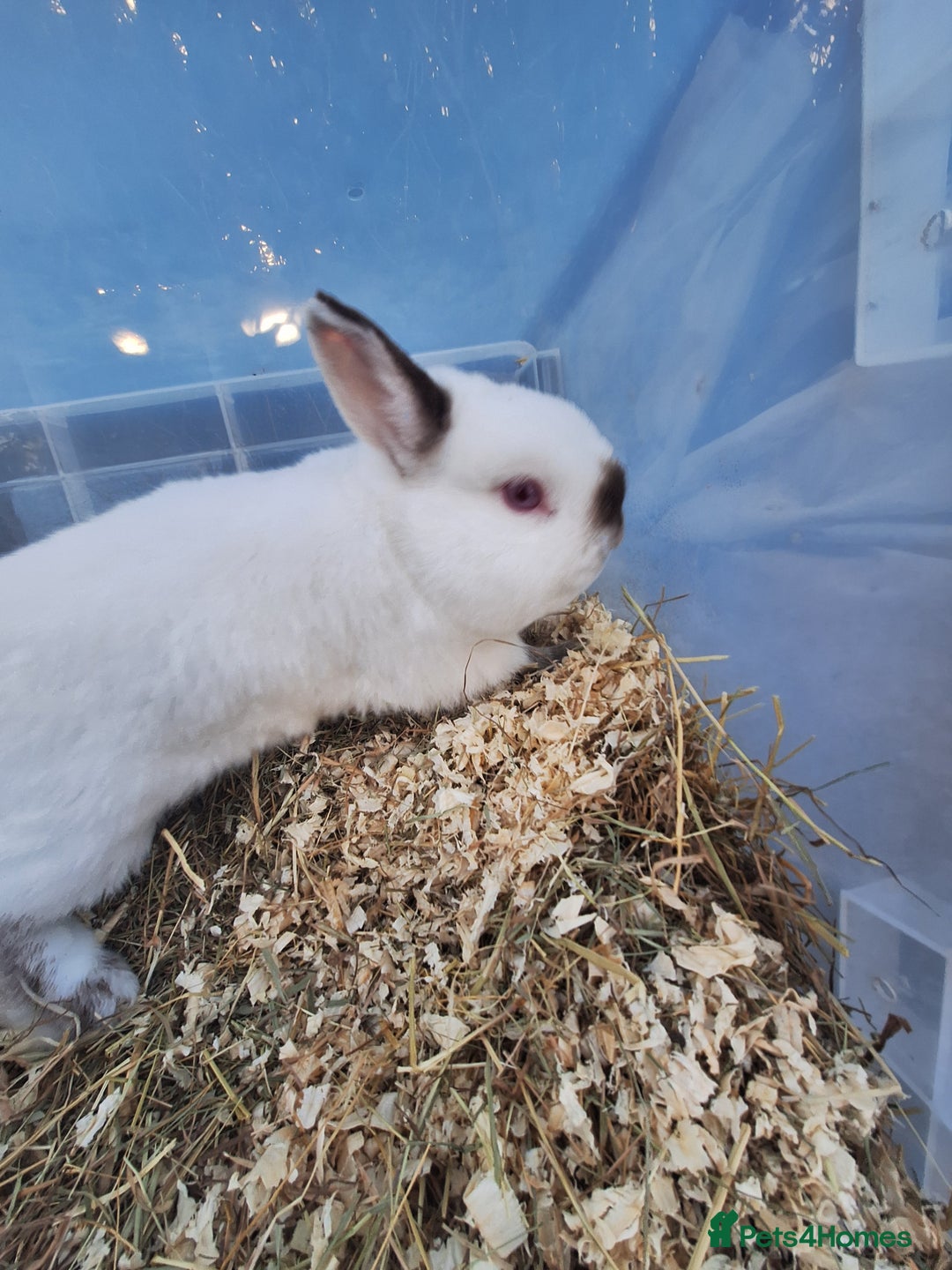 Netherland Dwarf rabbits for sale: 4 Netherland dwarf buck rabbits for sale £40 each  - Advert 5