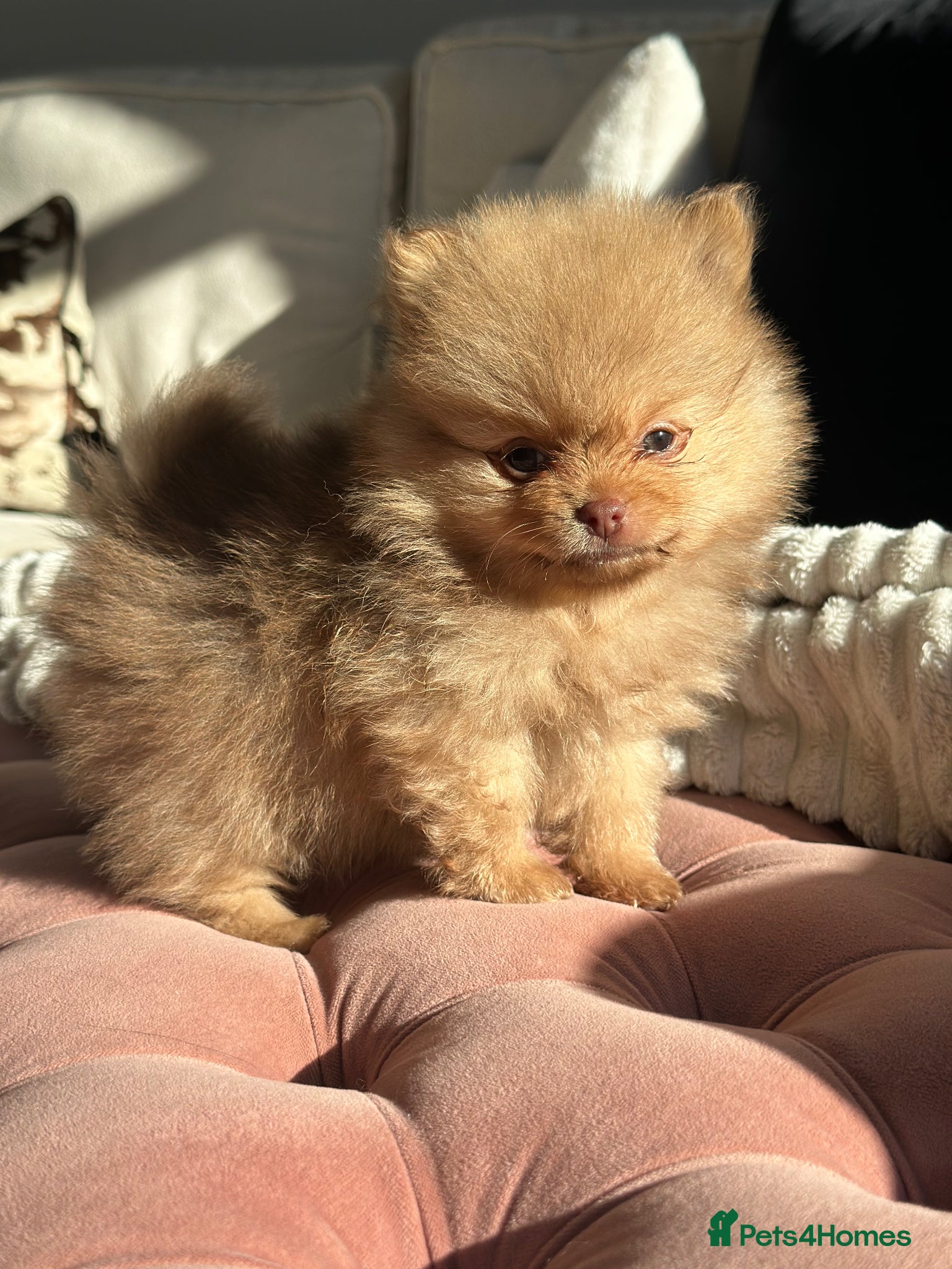 Pomeranian dogs 4 stunning KC Pomeranian puppies🐻 READY SOON🩵🩷 - Advert 17