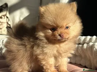 Pomeranian dogs 4 stunning KC Pomeranian puppies🐻 READY SOON🩵🩷 - Advert 17