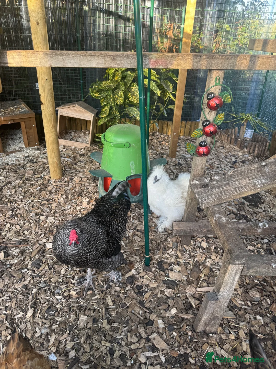 Chickens poultry for sale: Cockerel  - Advert 4