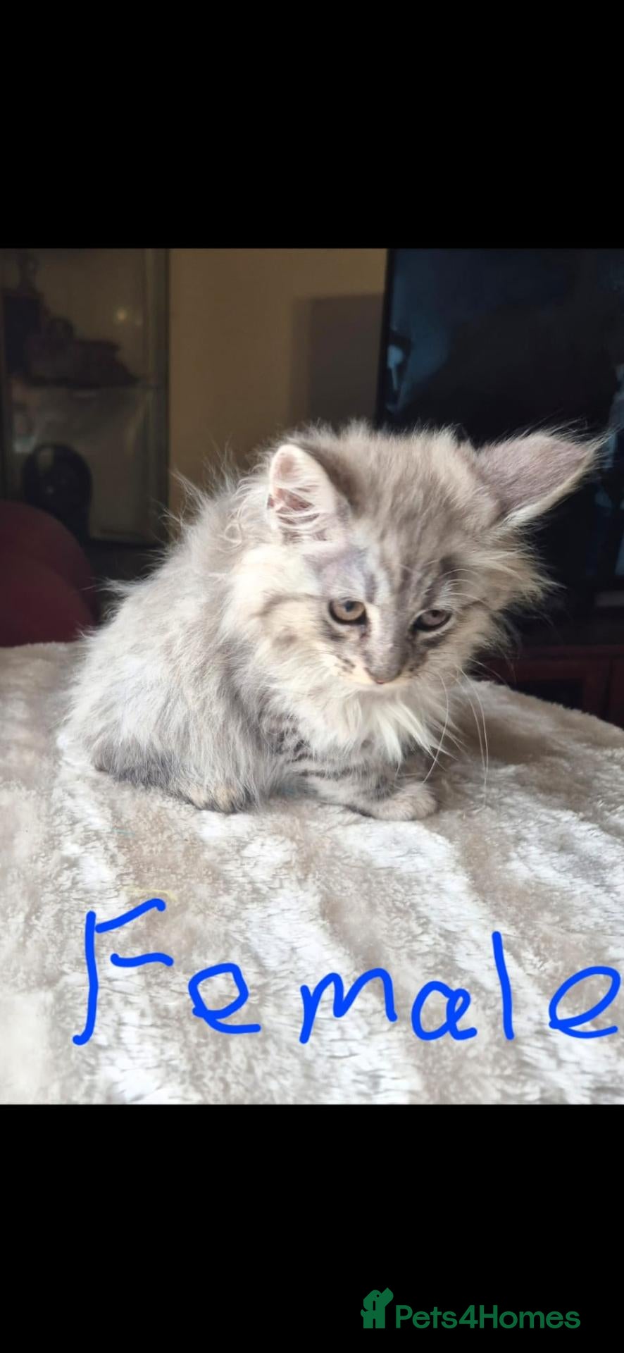 Maine Coon cats Maine coon kittens - Advert 13