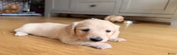 Miniature Dachshund dogs for sale: Miniature Long Haired Dachshund  - Advert 25