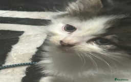 Mixed Breed cats for sale: Fluffy kittens ready soon  - Image 25