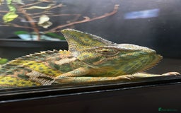 Chameleon reptiles for sale: Male veiled chameleon  - Advert 1