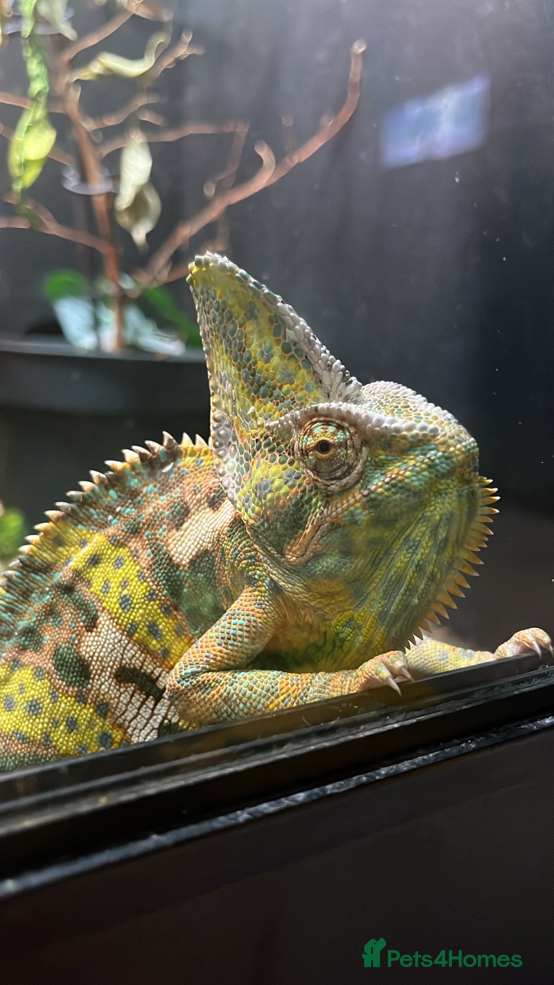 Chameleon reptiles for sale: Male veiled chameleon  - Advert 1