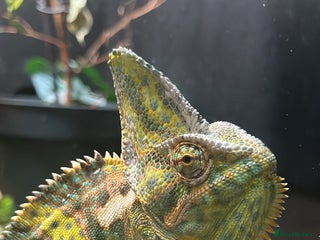 Chameleon reptiles Male veiled chameleon - Advert 1