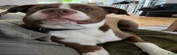 Mixed Breed dogs for sale: Maya  in Leicester - Advert 3