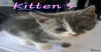 Mixed Breed cats - Advert 16
