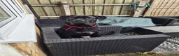 Cane Corso dogs for sale: Cane Corso For Sale - Advert 6