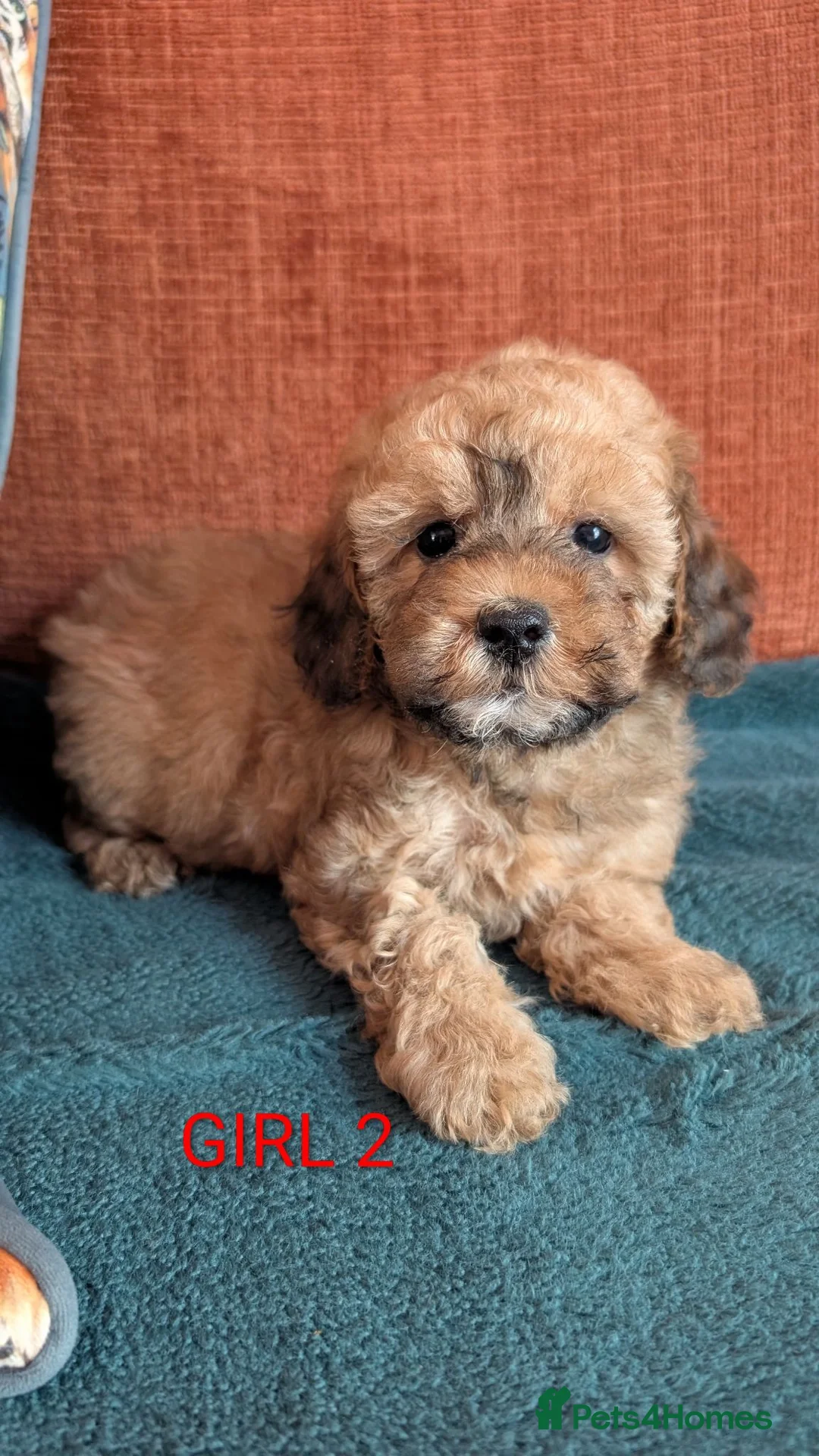 Maltipoo dogs for sale: Stunning Toy Maltipoo Puppies  - Advert 2