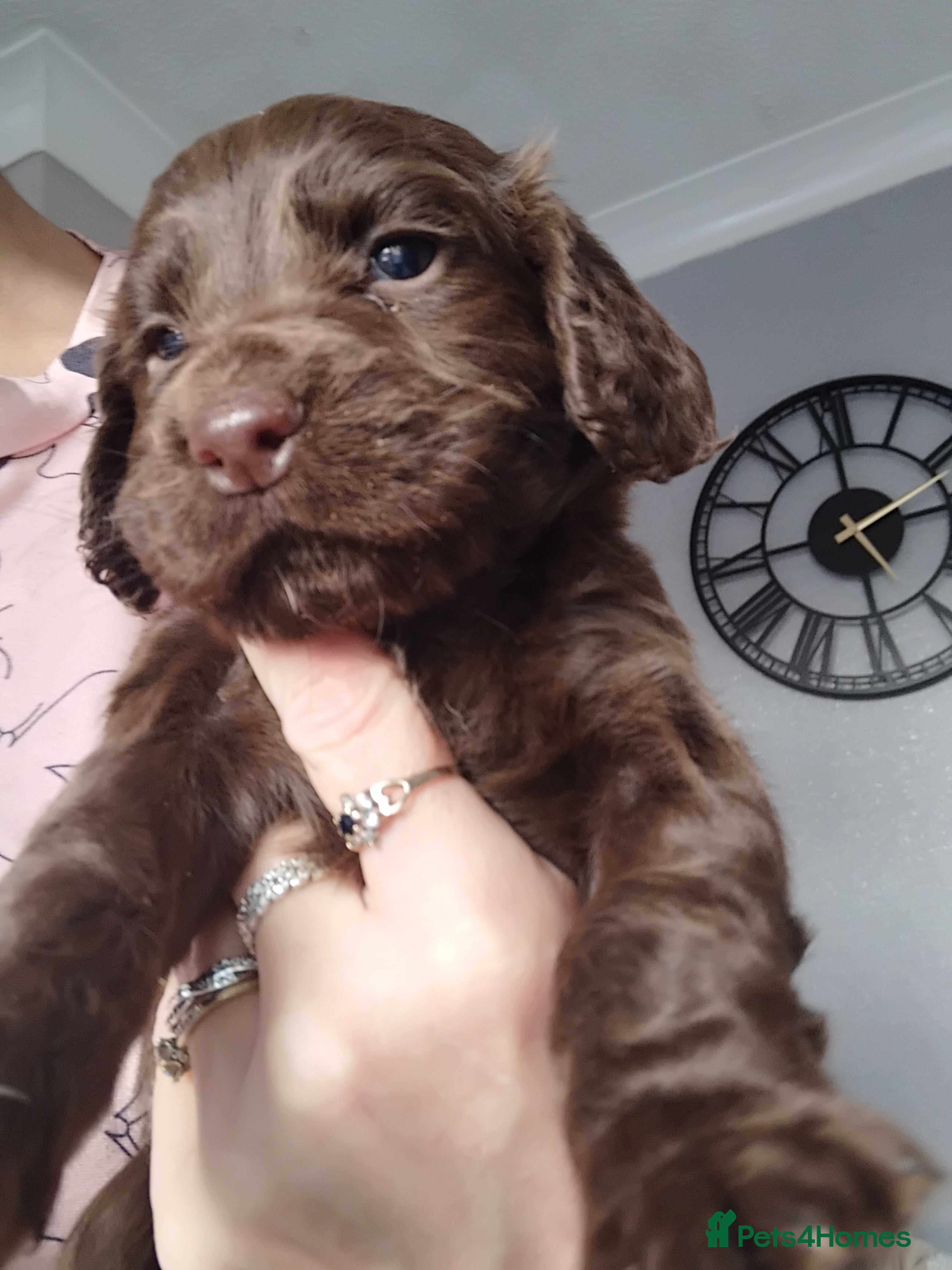 Cocker Spaniel dogs Stunning litter of working cocker spaniels - Advert 2