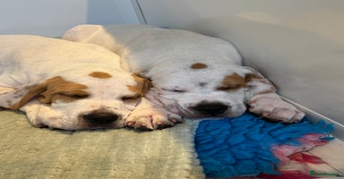 Pointer dogs - Advert 13