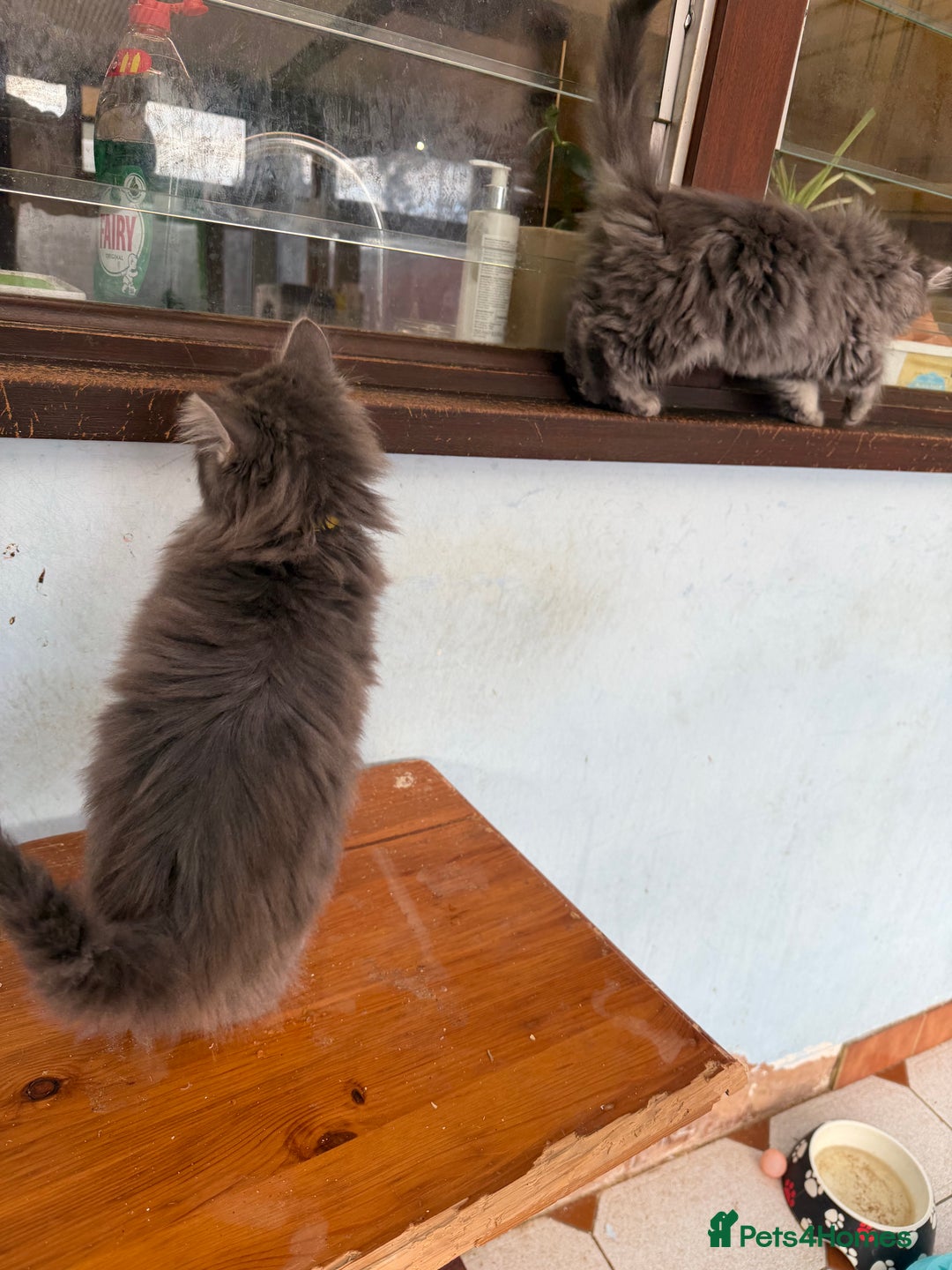 Maine Coon cats for sale: Maine Coon - Advert 25