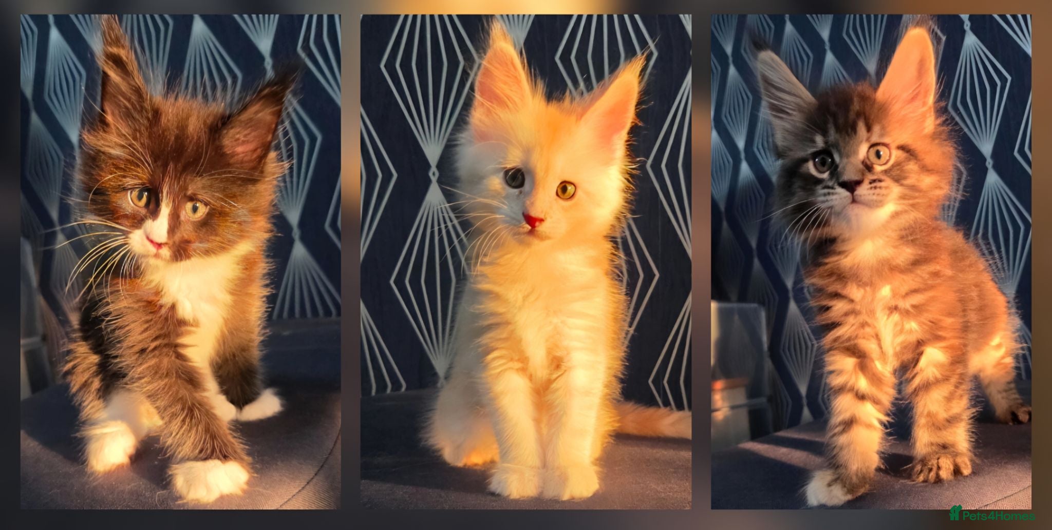 Maine Coon cats 🌟 TICA registered Maine Coon Kittens 🌟 - Advert 15