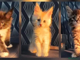 Maine Coon cats 🌟 TICA registered Maine Coon Kittens 🌟 - Advert 15
