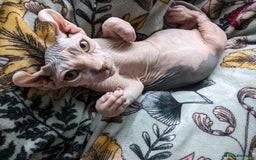 Sphynx cats for sale: Elf Sphinx  - Image 7