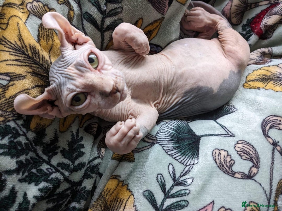 Sphynx cats for sale: Elf Sphinx  - Image 7