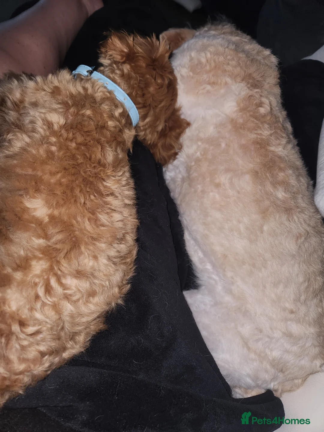 Maltipoo dogs for sale: Red Maltipoo boy in Nottingham - Advert 2