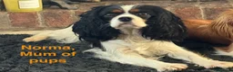 Cavalier King Charles Spaniel dogs for sale: Puppies en route Cavalier King Charles Spaniel - Advert 4