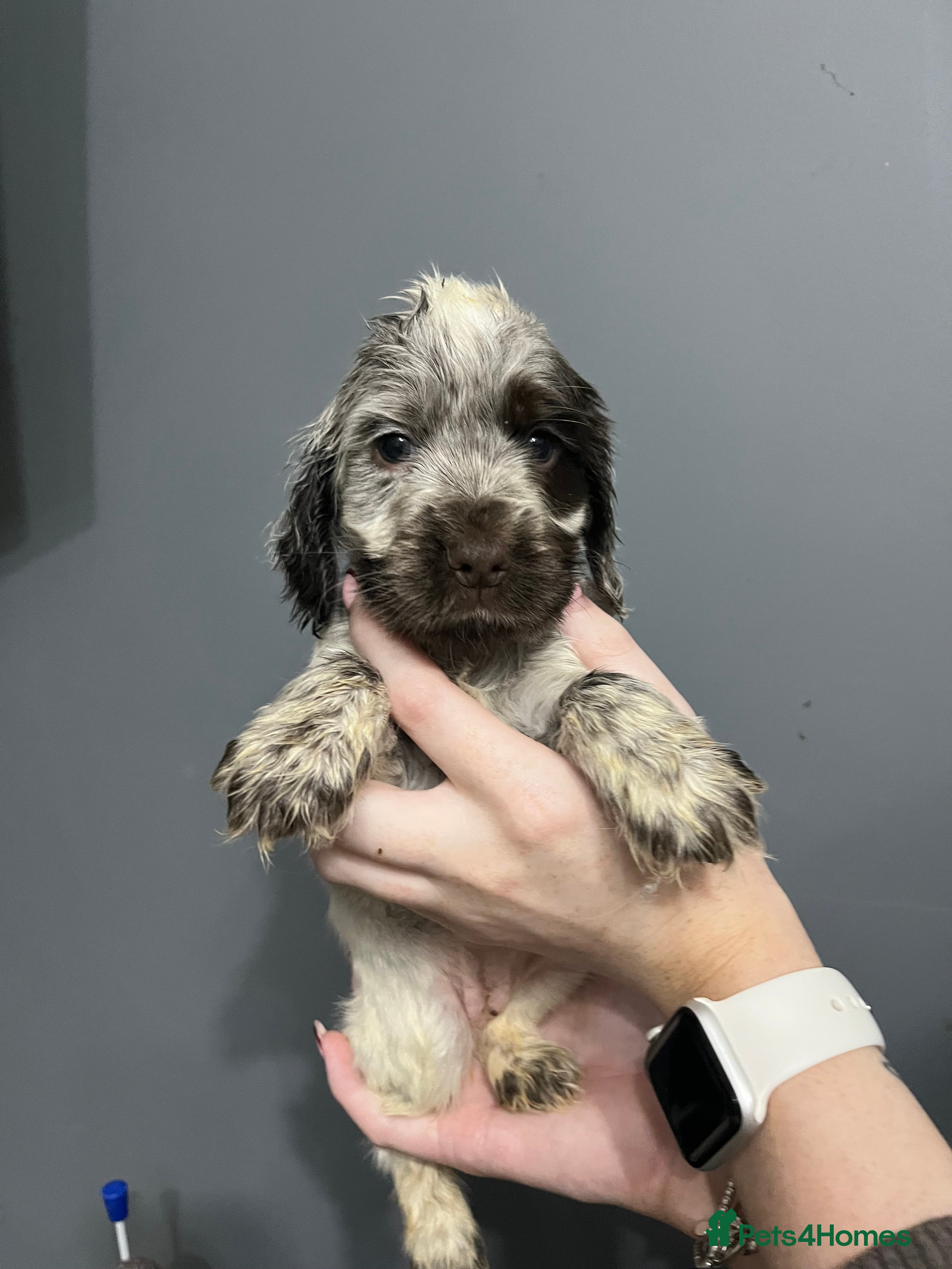 Cocker Spaniel dogs REDUCED!! KC REG SHOW COCKER PUPS HEALTH TESTED - Advert 8