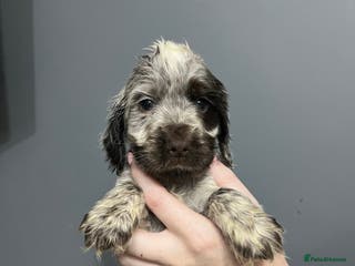 Cocker Spaniel dogs REDUCED!! KC REG SHOW COCKER PUPS HEALTH TESTED - Advert 8