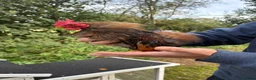 Chickens poultry for sale: Serama Bantam Chickens - Advert 5