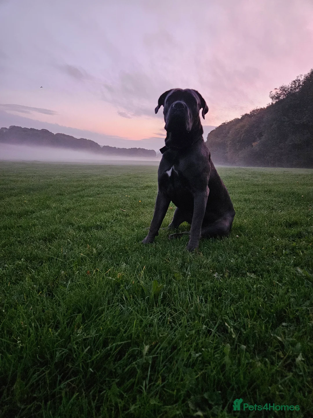 Cane Corso dogs for stud: Male,  named kilo - Advert 2