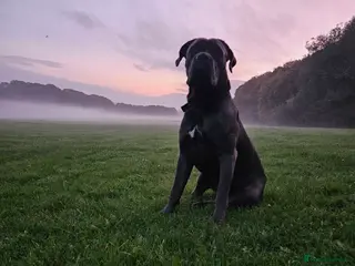 Cane Corso dogs Male, named kilo - Advert 10