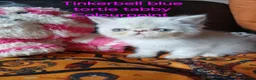 Exotic cats for sale: PEDIGREE GCCF PERSIAN EXOTIC BABIES - Advert 19