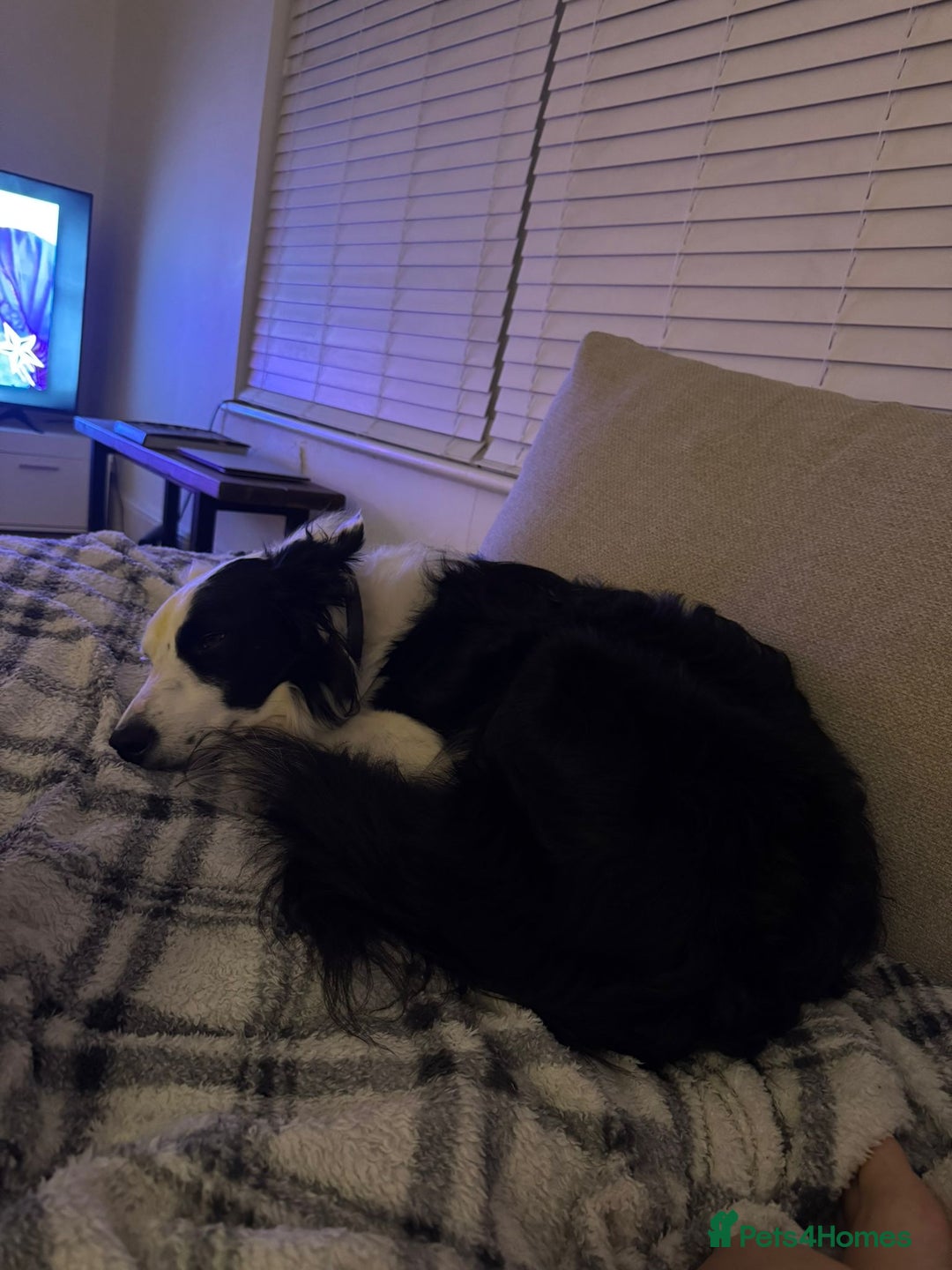 Border Collie dogs for sale: Border Collie 'Bandit' looking for a good home - Advert 6