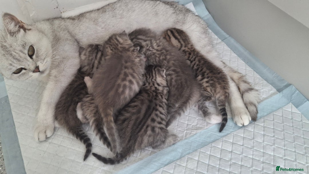 British Shorthair cats for sale: 2 males lovely cats  - Image 13