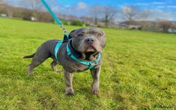 Staffordshire Bull Terrier dogs for sale: Blue StaffordshireBull Terrier Champion Pup - Image 10
